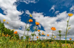 🌤️ Júniusi időjárás-előrejelzés: meleg és száraz hónap várható