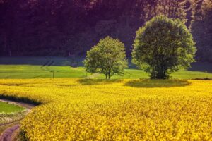 🌿 Agrár időjárás-előrejelzés – 2025. június 14–16. (péntek–vasárnap)