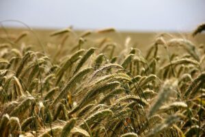 🚜 2025 nyári agrár időjárás Romániában és Erdélyben